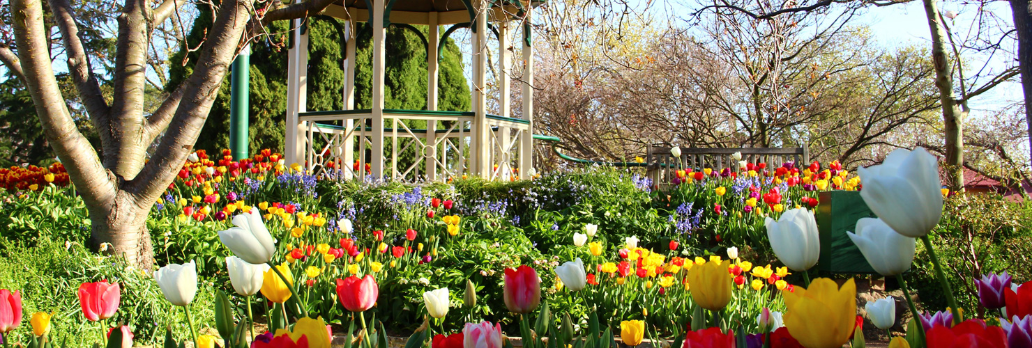 Tulip Time Festival transportnsw.info