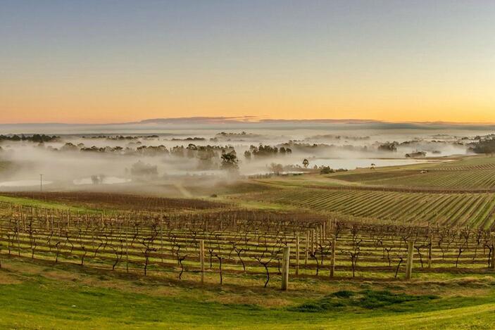 Hunter Valley vineyards at sunset with mist