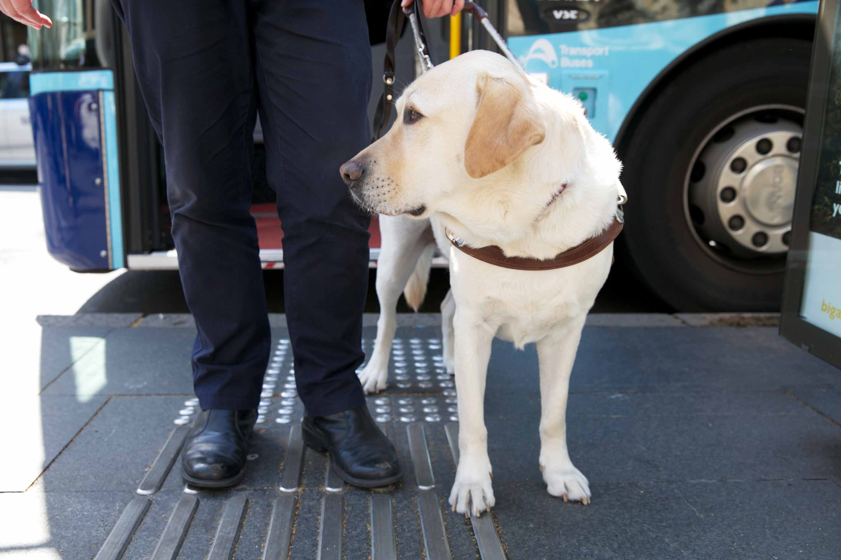 guide-dog_man-accessible-bus-2017-02-10.jpg