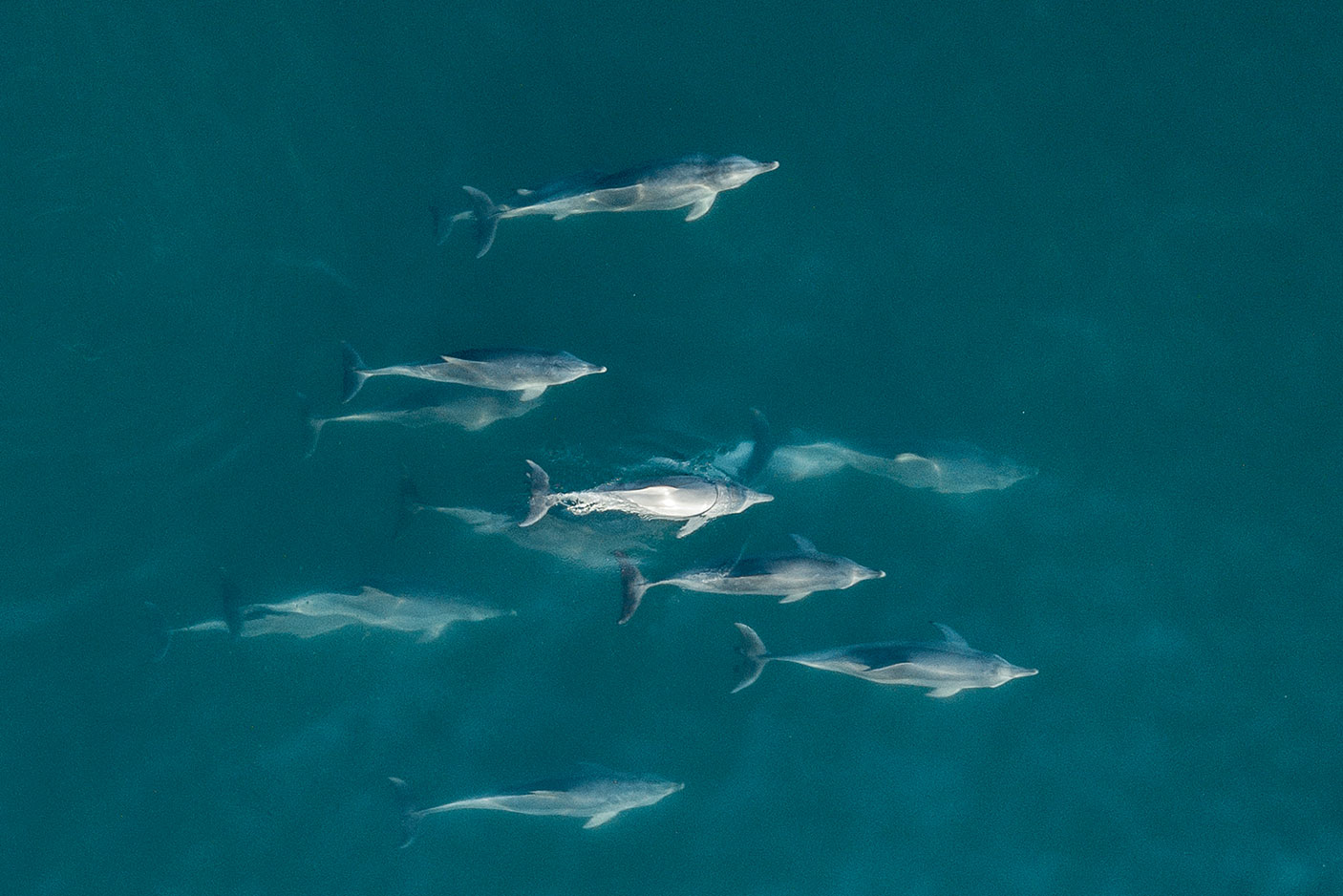 byronbay-dolhpins-DNSW.jpg