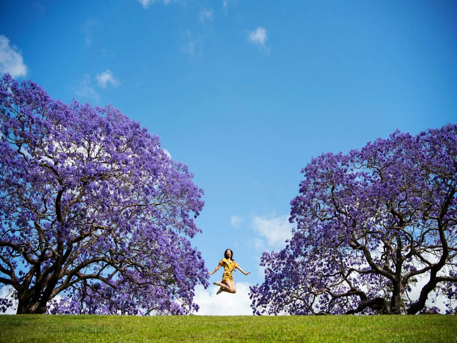 jacaranda_festival.jpeg