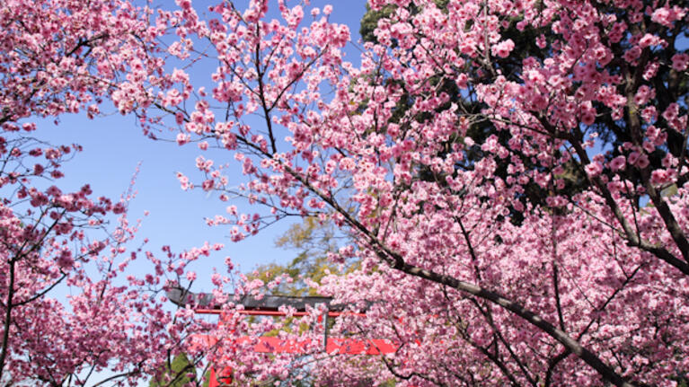 Cherry Blossom festival