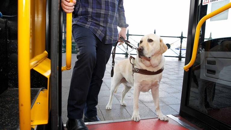 are there any bus lines that allow dogs