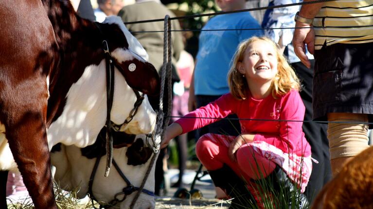Young child patting cow