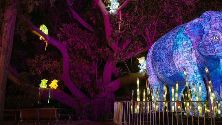 Vivid Taronga Zoo 2019