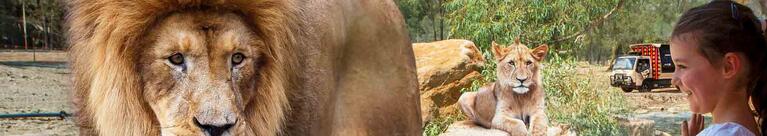 Children view lions at Dubbo's Taronga Western Plains Zoo