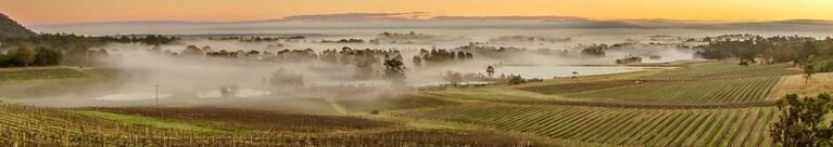 Hunter Valley vineyards at sunset with mist