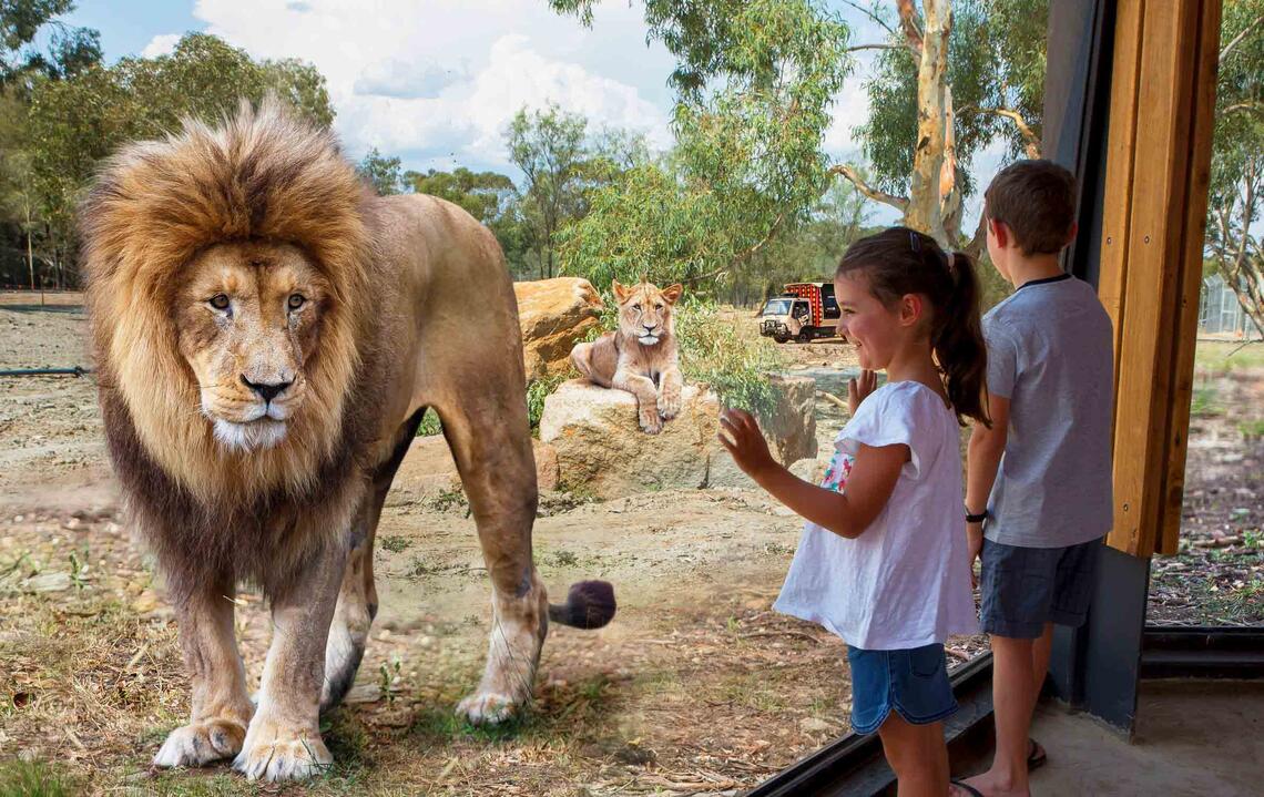 Children view lions at Dubbo's Taronga Western Plains Zoo